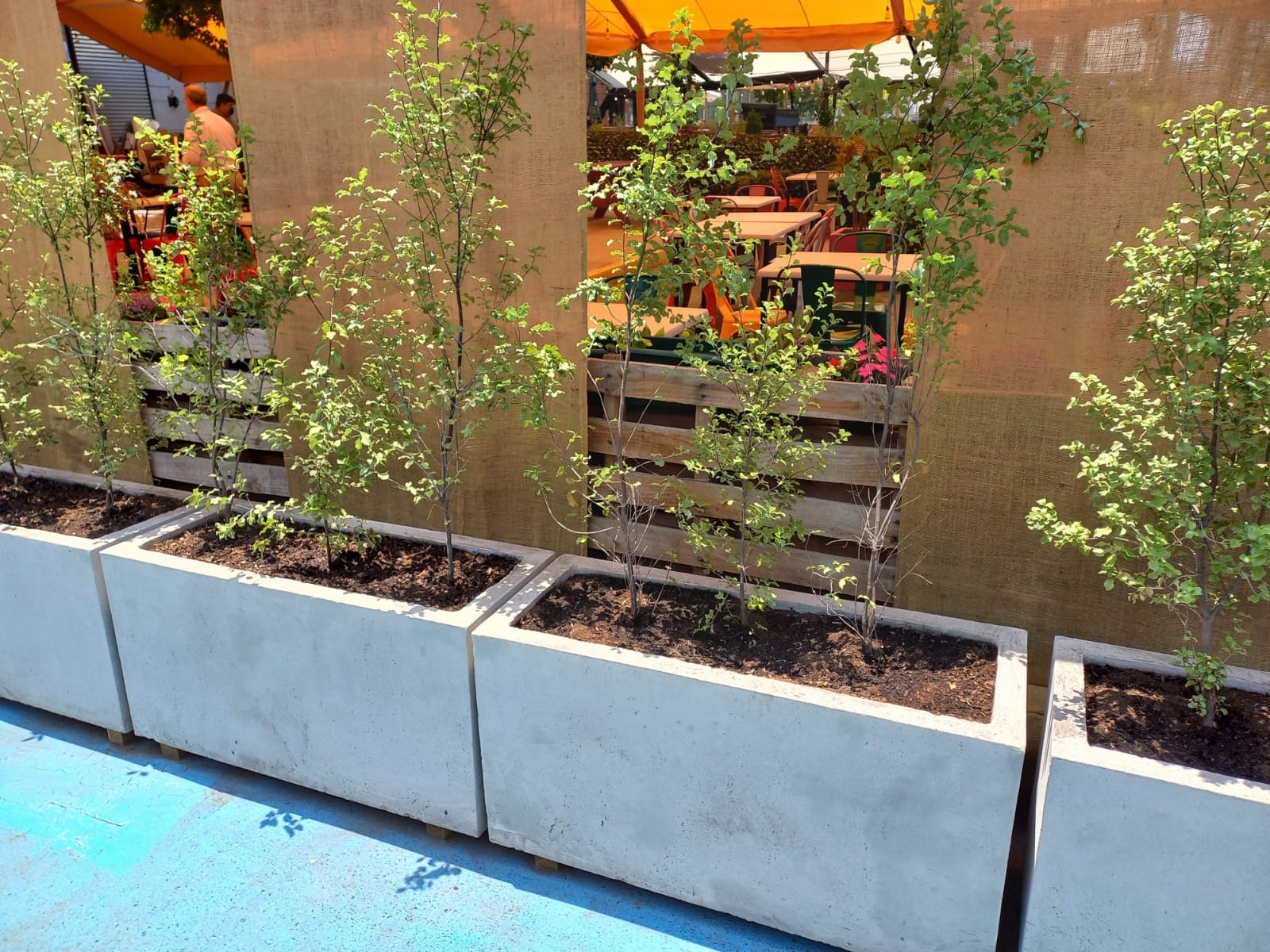 Planta Pitosporo Nigricans Macetero Planta Pitosporo Nigricans Macetero