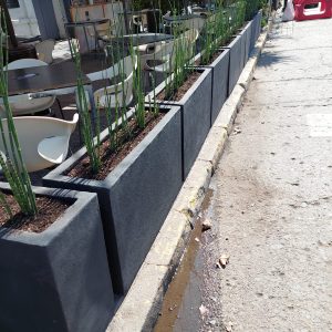 Planta Equisetum en Macetero