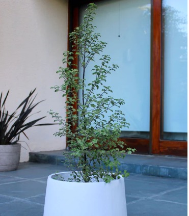 WhatsApp Image 2023-11-09 at 12.08.03 Planta Pitosporo Nigricans Macetero