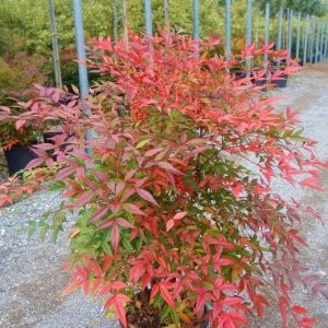 Planta Nandina en Macetero