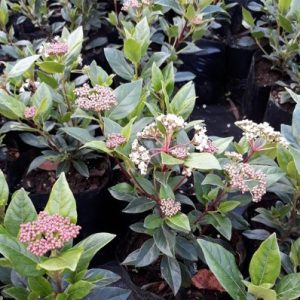 Planta Laurentina en Macetero