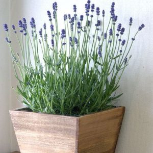 Planta Lavanda en Macetero
