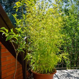 Planta Bambú en Macetero