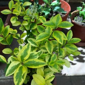 Planta Ligustrina en Macetero