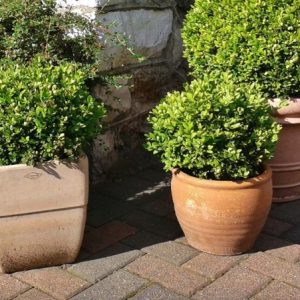 Planta Boj en Macetero