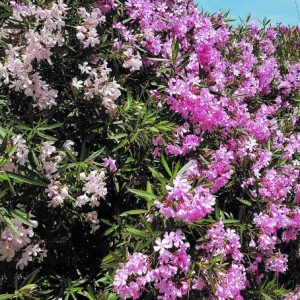 Laurel de Flor Macetero