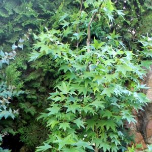 Árbol Liquidambar en Macetero