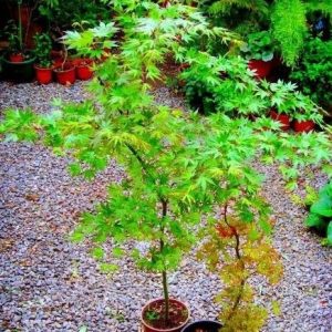 Árbol Acer Japonico Macetero