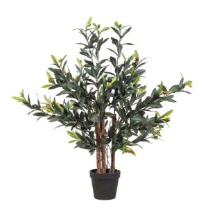 Árbol Olivo en Macetero