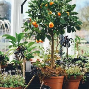 Árbol Frutal en Macetero