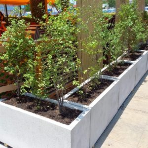 Planta Pitosporo Nigricans Macetero