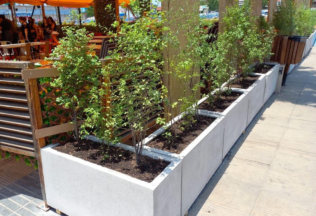 Planta Pitosporo Nigricans Macetero Planta Pitosporo Nigricans Macetero